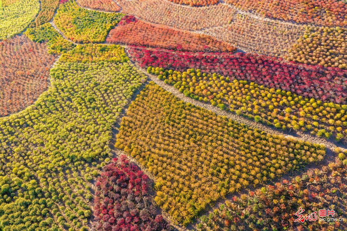 Vibrant autumn forest rises from Gobi in Zhangye, NW China's Gansu Vibrant autumn forest rises from Gobi in Zhangye, NW China's Gansu