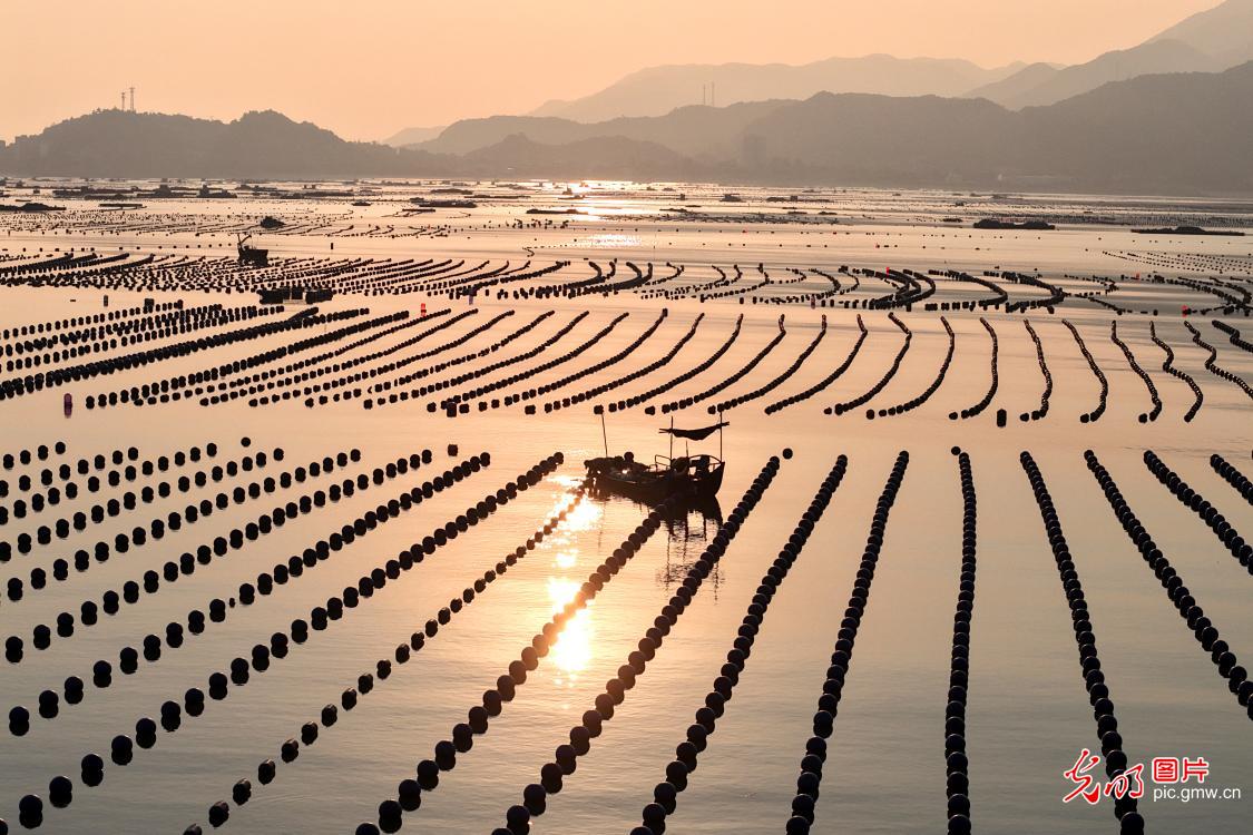 Abalone farming drives marine economy in SE China's Fujian Abalone farming drives marine economy in SE China's Fujian