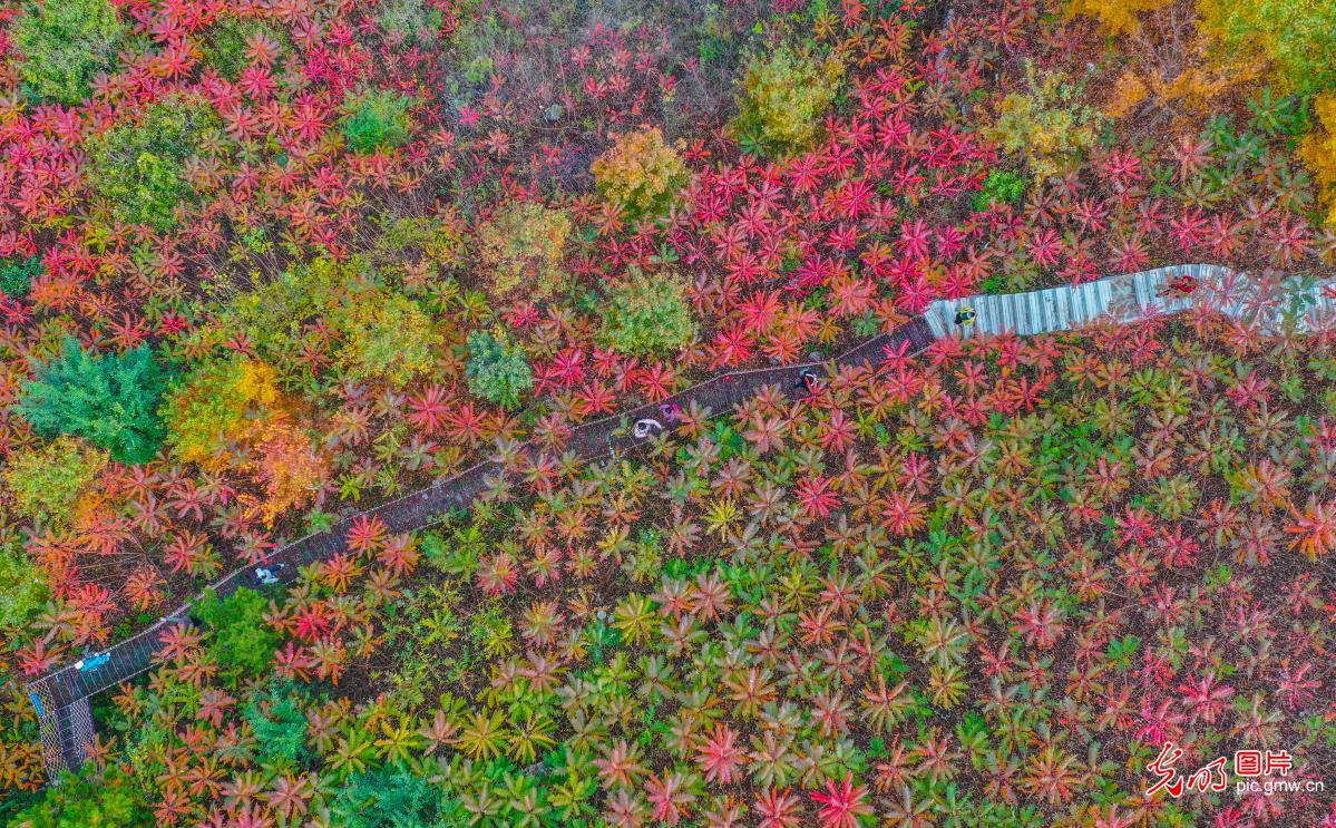 Autumn foliage at N China's Hebei Autumn foliage at N China's Hebei