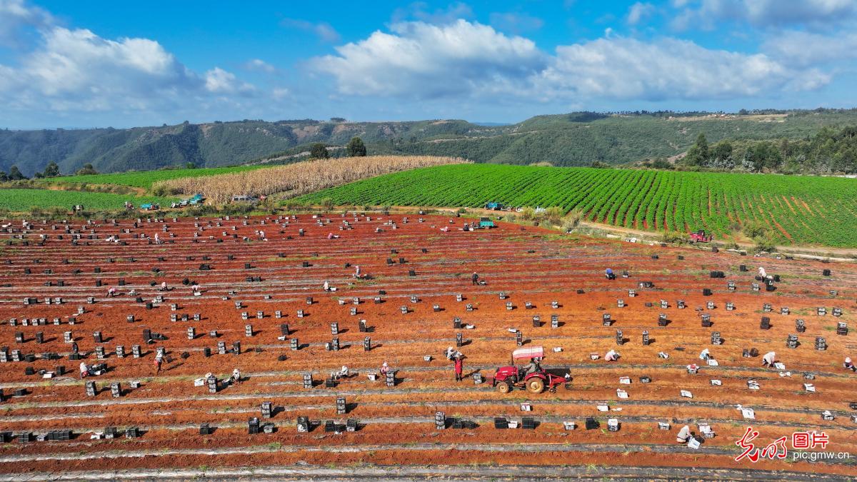 Farmers harvest sweet potatoes in SW China's Yunnan Farmers harvest sweet potatoes in SW China's Yunnan