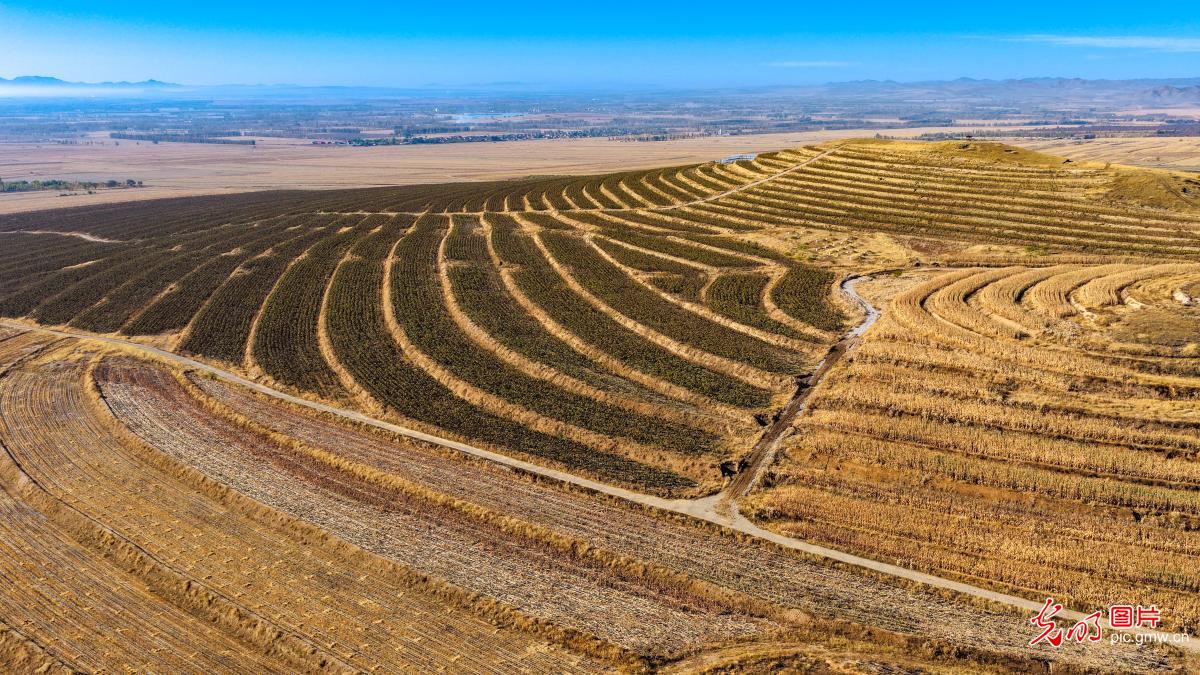 Autumn splendor of Chifeng's farmland Autumn splendor of Chifeng's farmland