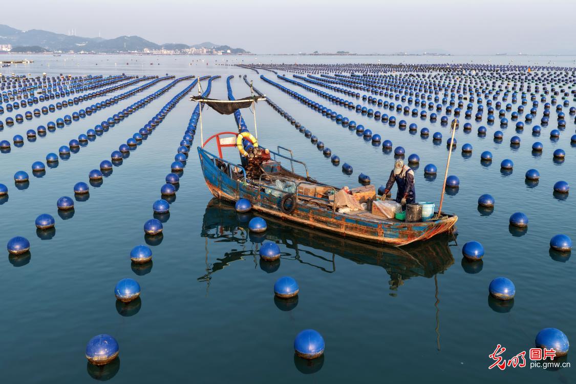 Abalone farming drives marine economy in SE China's Fujian Abalone farming drives marine economy in SE China's Fujian