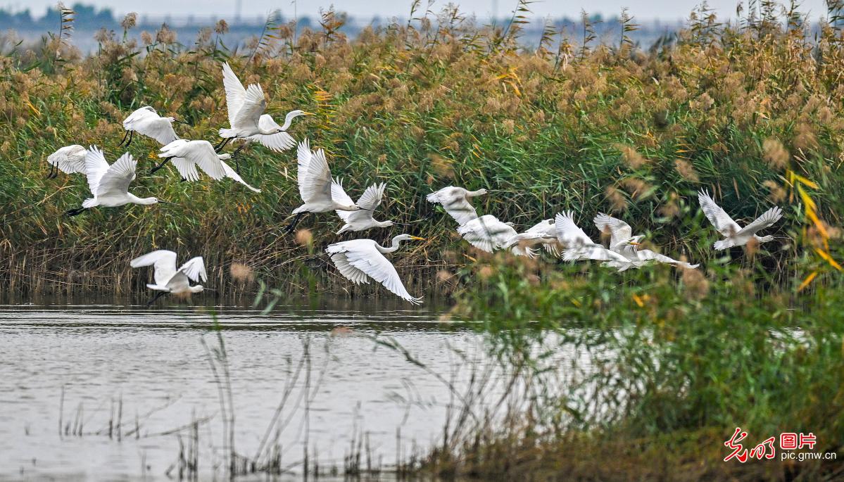 Birds at Yuncheng Salt Lake Wetland in China's Shanxi Birds at Yuncheng Salt Lake Wetland in China's Shanxi