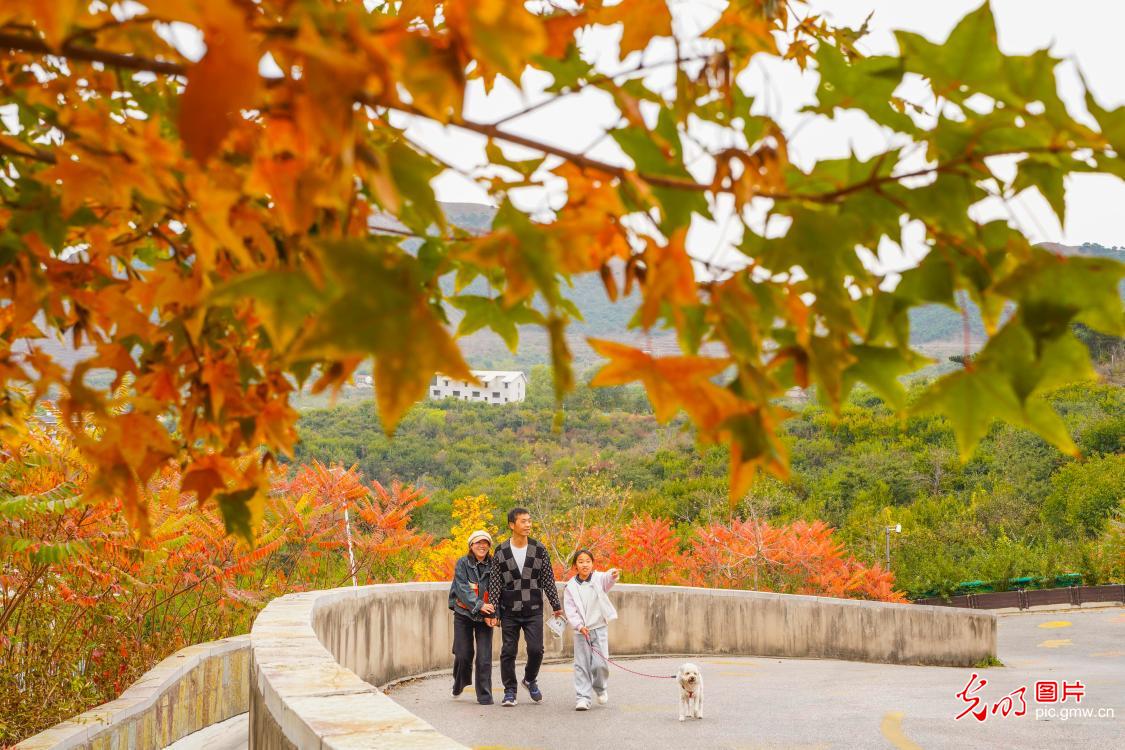 Autumn foliage at N China's Hebei Autumn foliage at N China's Hebei
