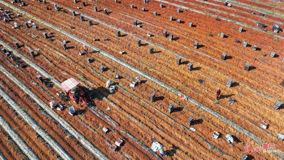 Farmers harvest sweet potatoes in SW China's Yunnan Farmers harvest sweet potatoes in SW China's Yunnan
