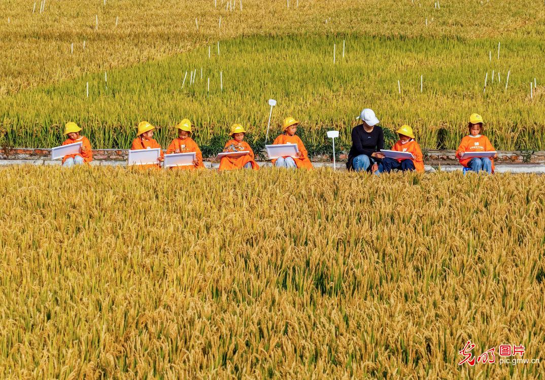 Students capture joy of sarvest in E China's Jiangsu Students capture joy of sarvest in E China's Jiangsu