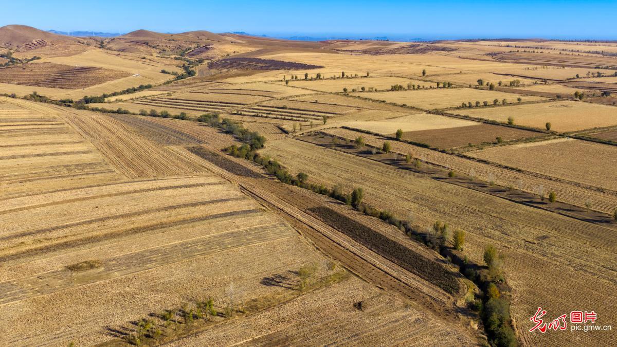 Autumn splendor of Chifeng's farmland Autumn splendor of Chifeng's farmland