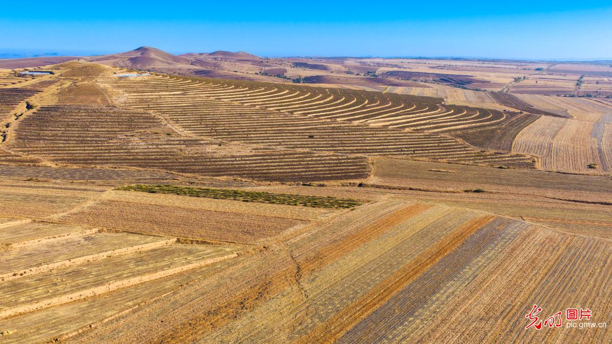 Autumn splendor of Chifeng's farmland Autumn splendor of Chifeng's farmland