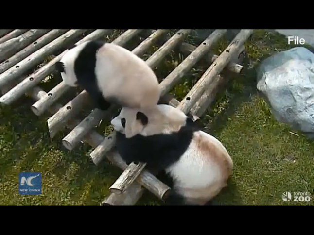 Bid farewell to pandas at Toronto Zoo