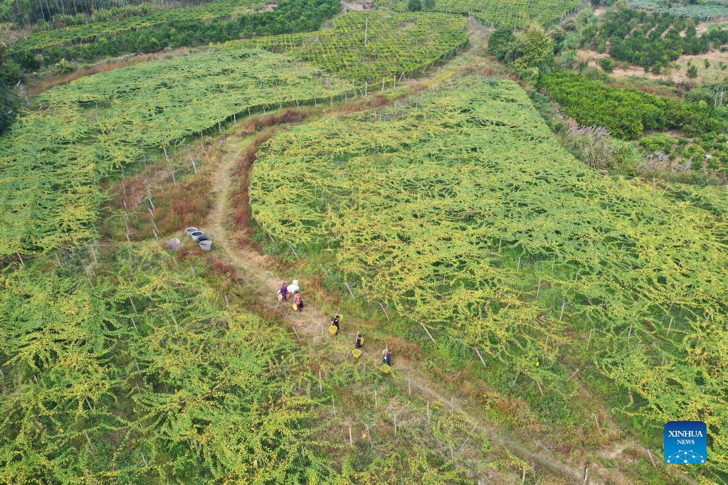 China's Guangxi accelerates improvement of rural living environment