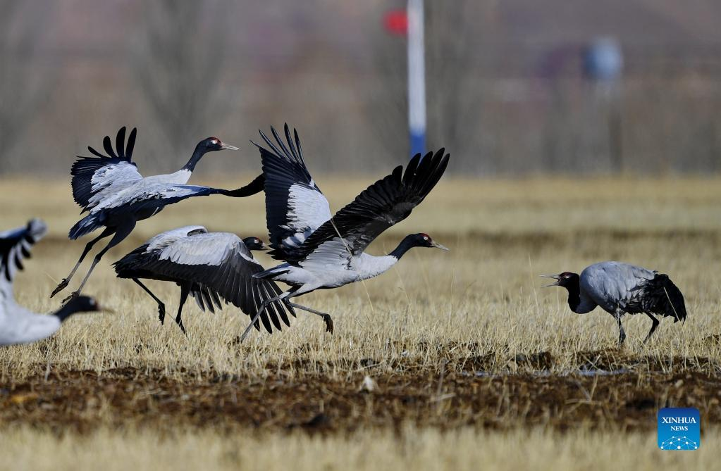 Black-necked cranes seen in China's Tibet