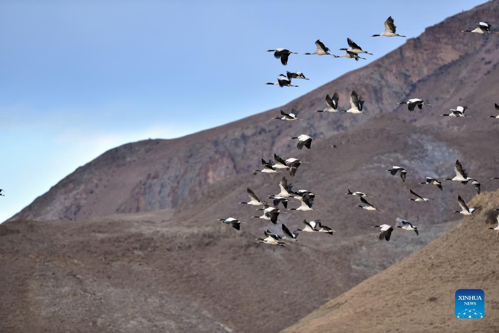 Black-necked cranes seen in China's Tibet