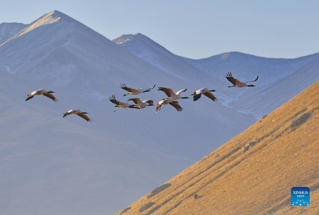 Black-necked cranes seen in China's Tibet