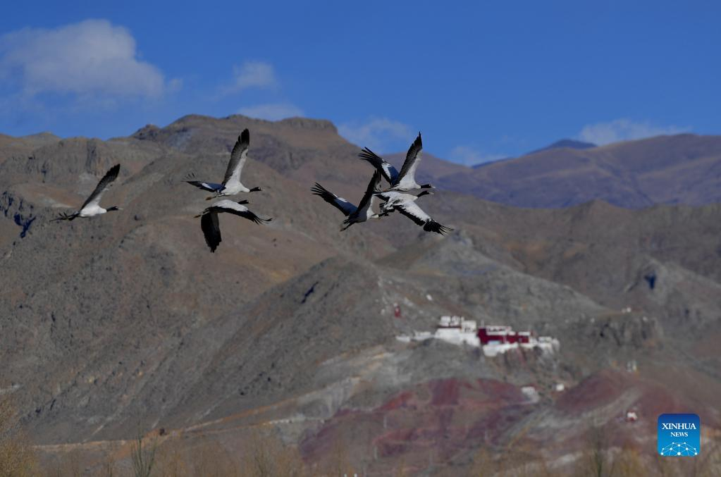 Black-necked cranes seen in China's Tibet