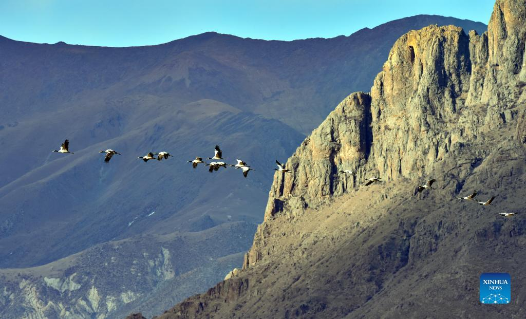 Black-necked cranes seen in China's Tibet