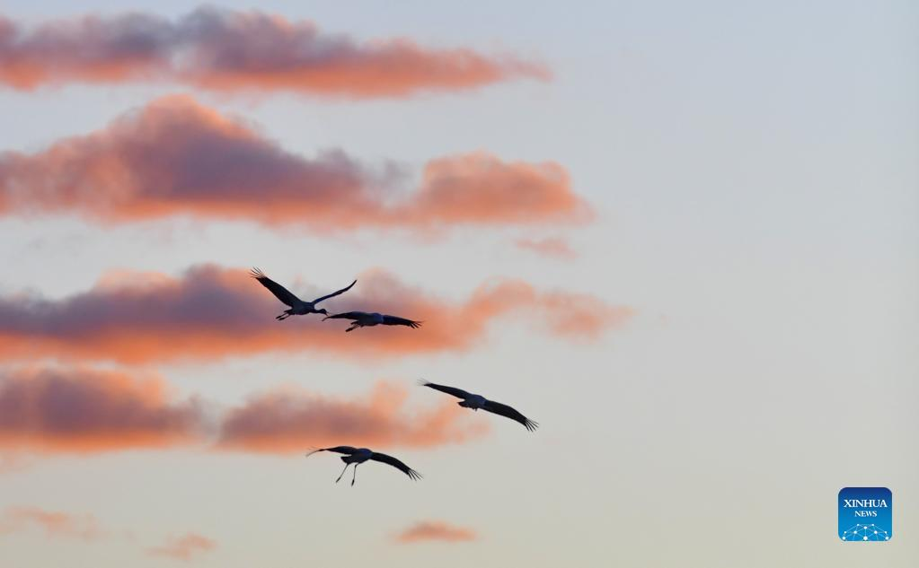 Black-necked cranes seen in China's Tibet