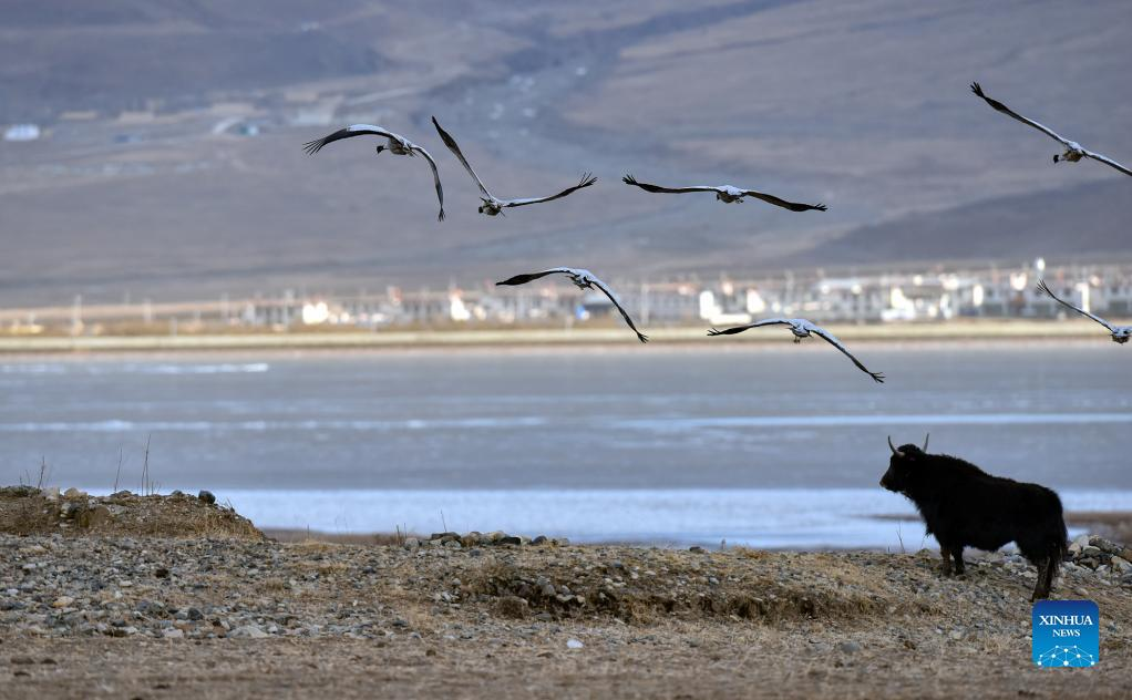 Black-necked cranes seen in China's Tibet