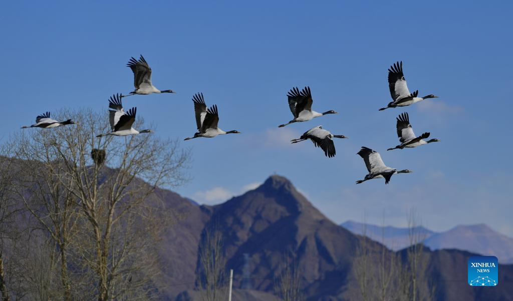 Black-necked cranes seen in China's Tibet