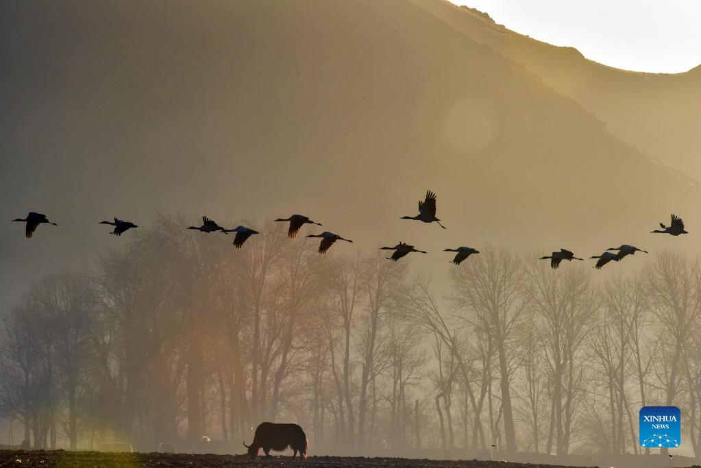 Black-necked cranes seen in China's Tibet