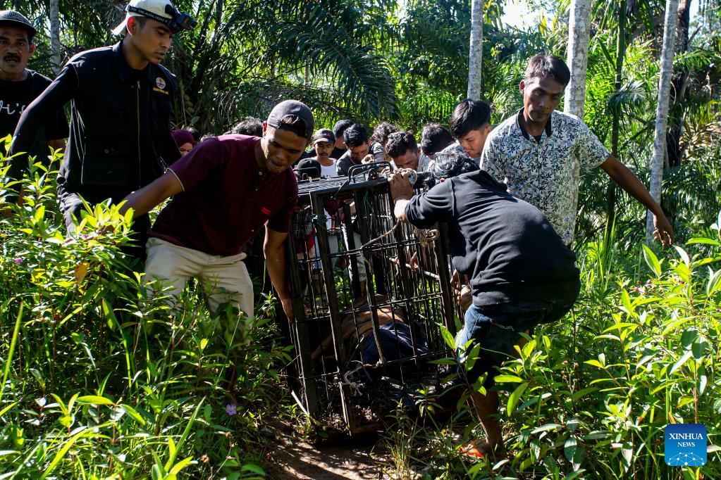 Sumatran tiger rescued and evacuated in Indonesia