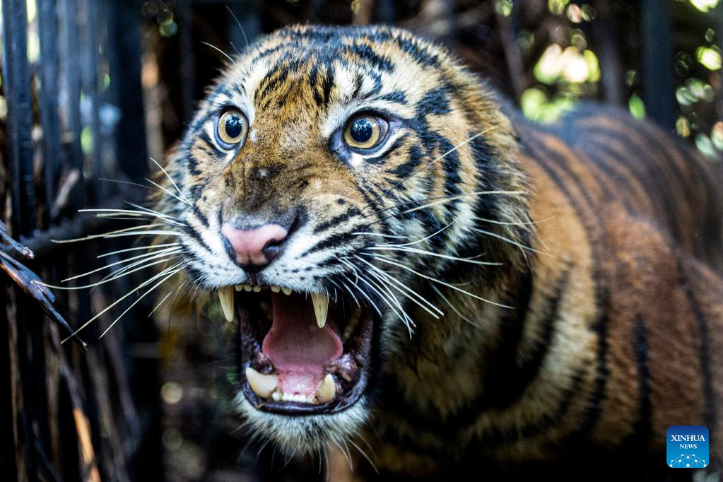 Sumatran tiger rescued and evacuated in Indonesia