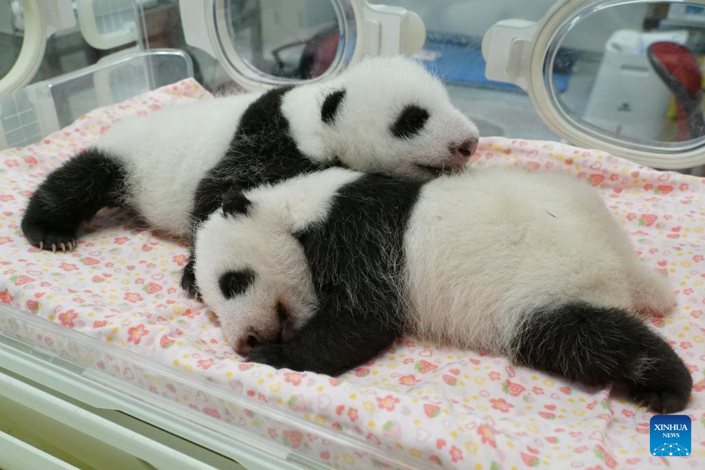 Twin pandas make public debut at Tokyo zoo much to delight of lucky few