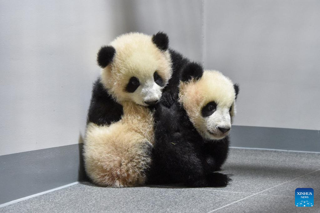 Twin pandas make public debut at Tokyo zoo much to delight of lucky few