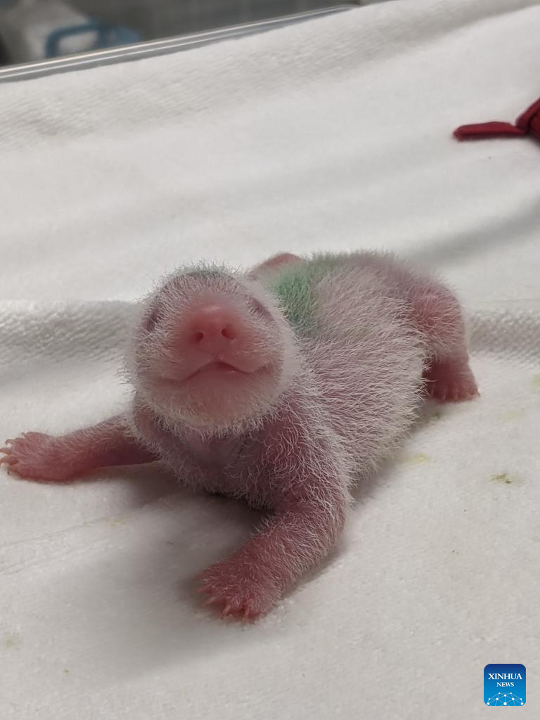 Twin pandas make public debut at Tokyo zoo much to delight of lucky few