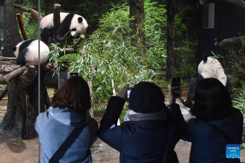 Twin pandas make public debut at Tokyo zoo much to delight of lucky few
