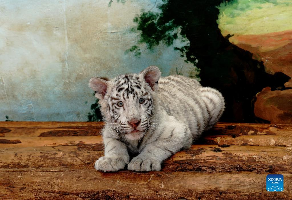 White tiger cub 