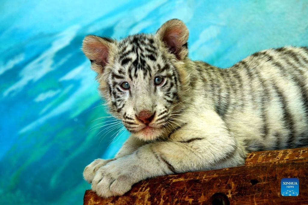 White tiger cub 