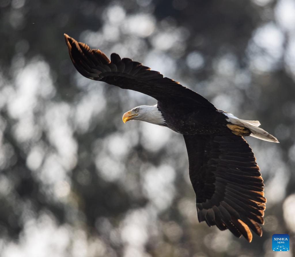In pics: bald eagles at park in Milpitas, California