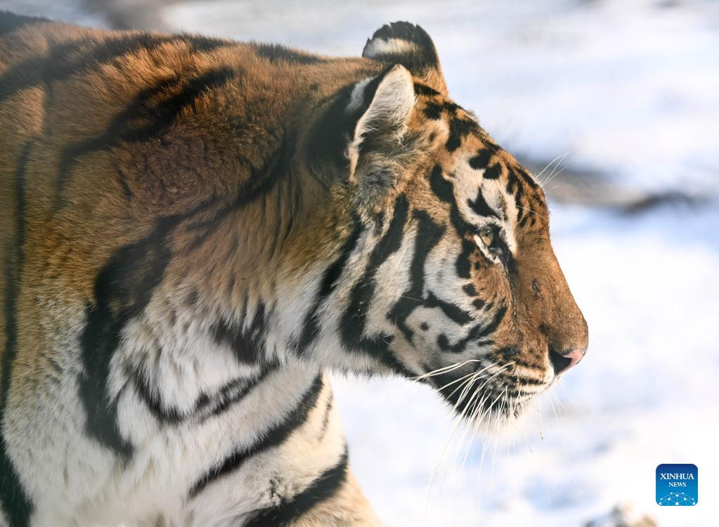 In Pics: Siberian tigers in Changchun, NE China