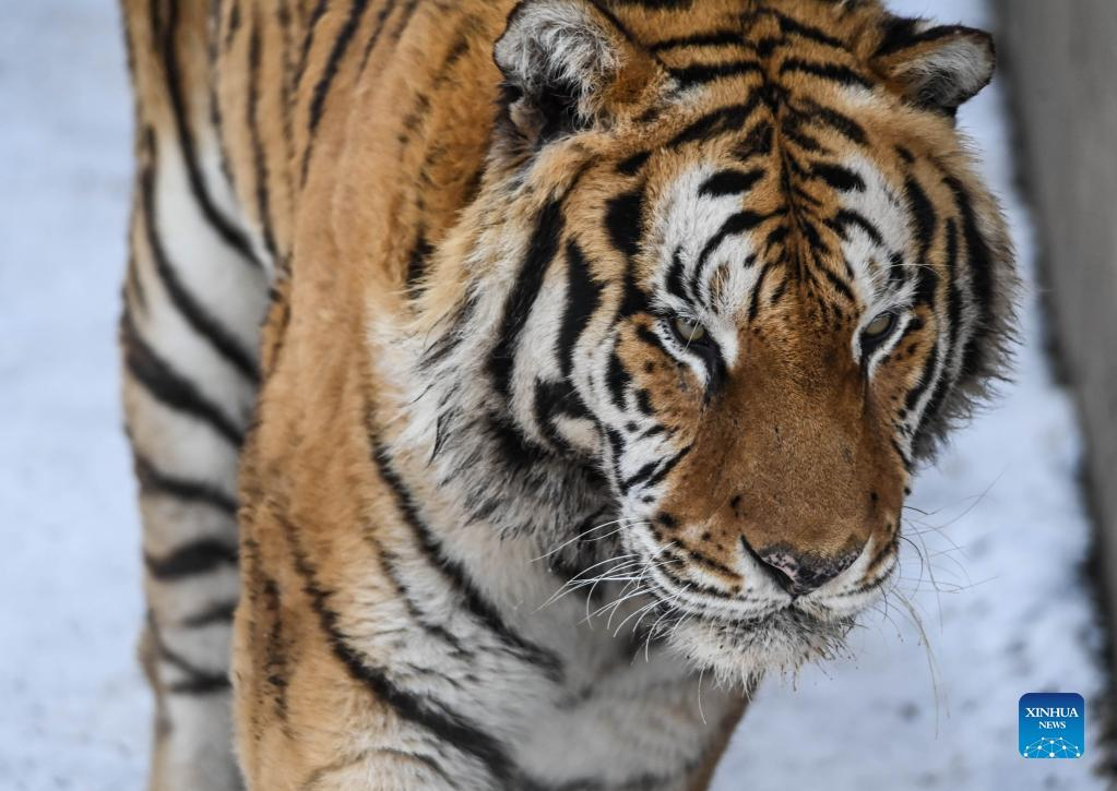 In Pics: Siberian tigers in Changchun, NE China