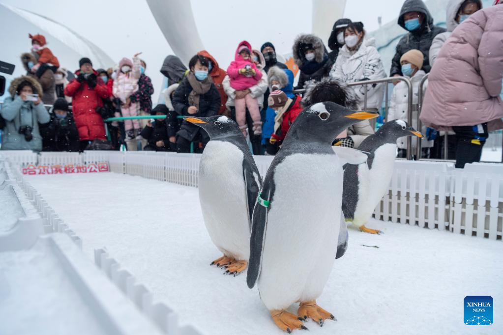People view penguins in Harbin, NE China