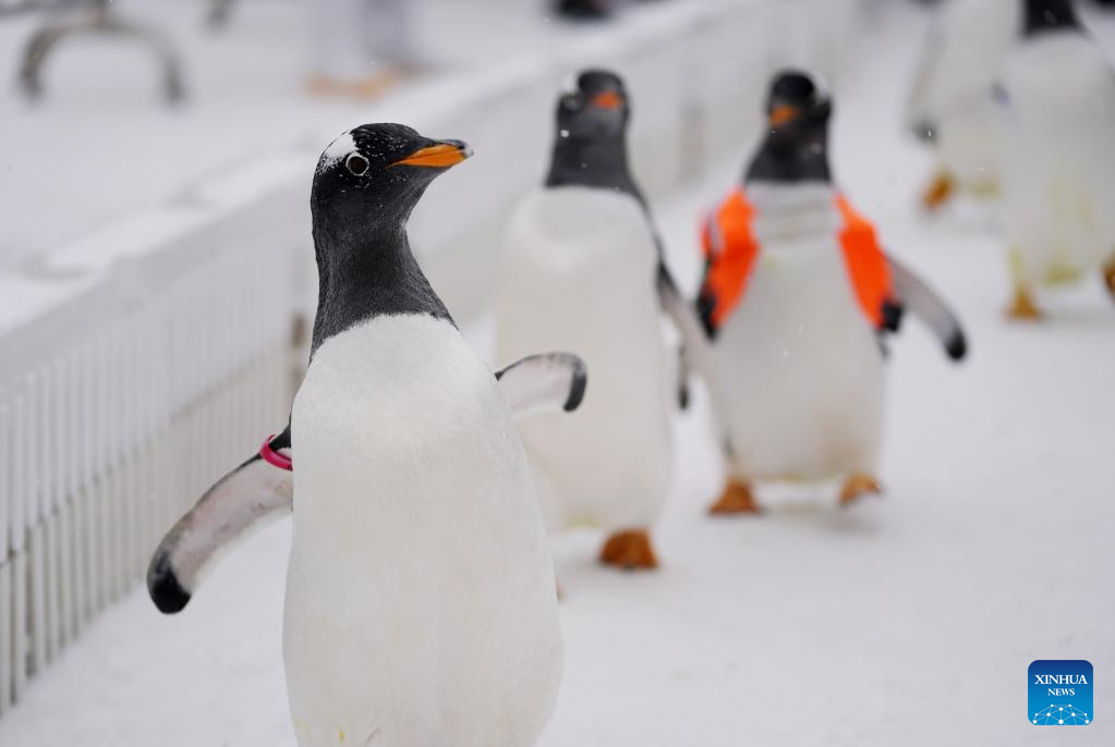 People view penguins in Harbin, NE China
