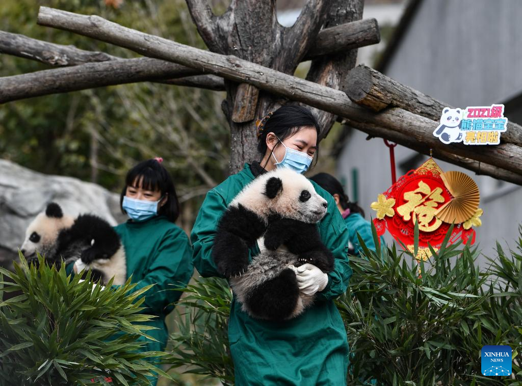 Giant pandas in Wolong make group appearance to mark upcoming Spring Festival
