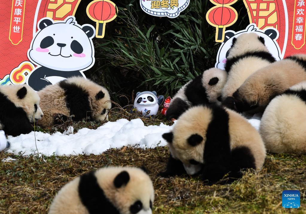 Giant pandas in Wolong make group appearance to mark upcoming Spring Festival