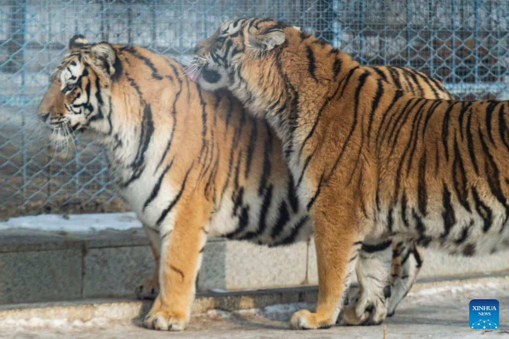 In pics: Siberian tigers in Heilongjiang
