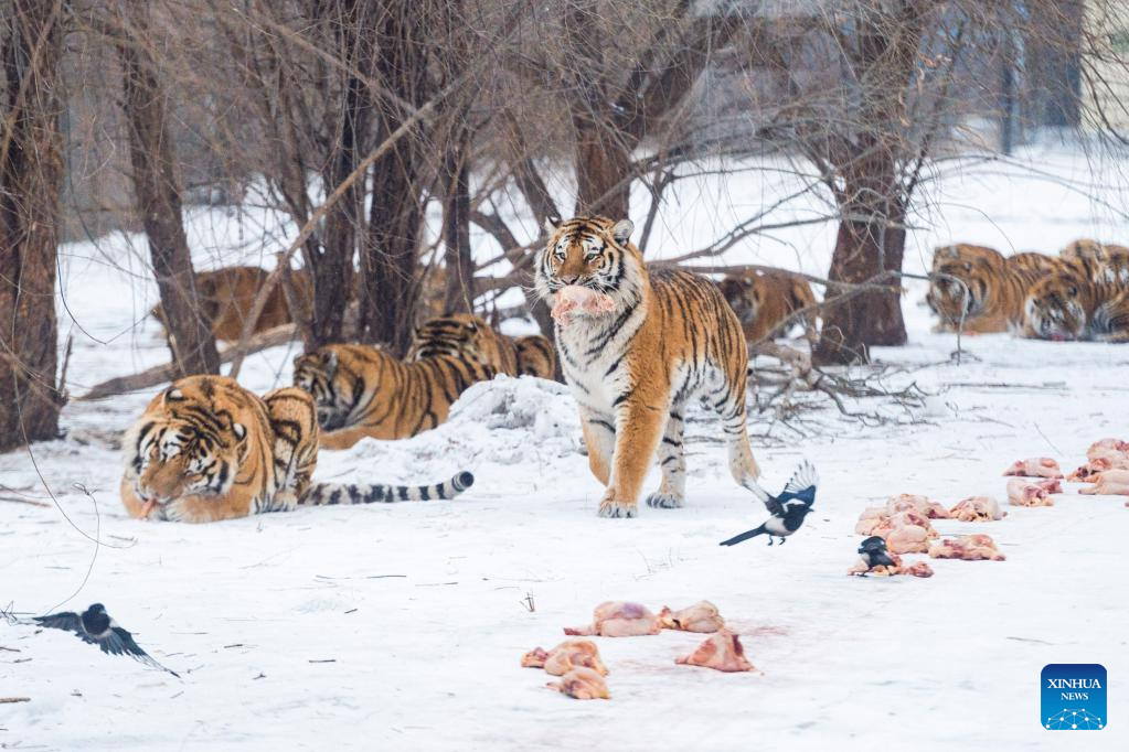 In pics: Siberian tigers in Heilongjiang