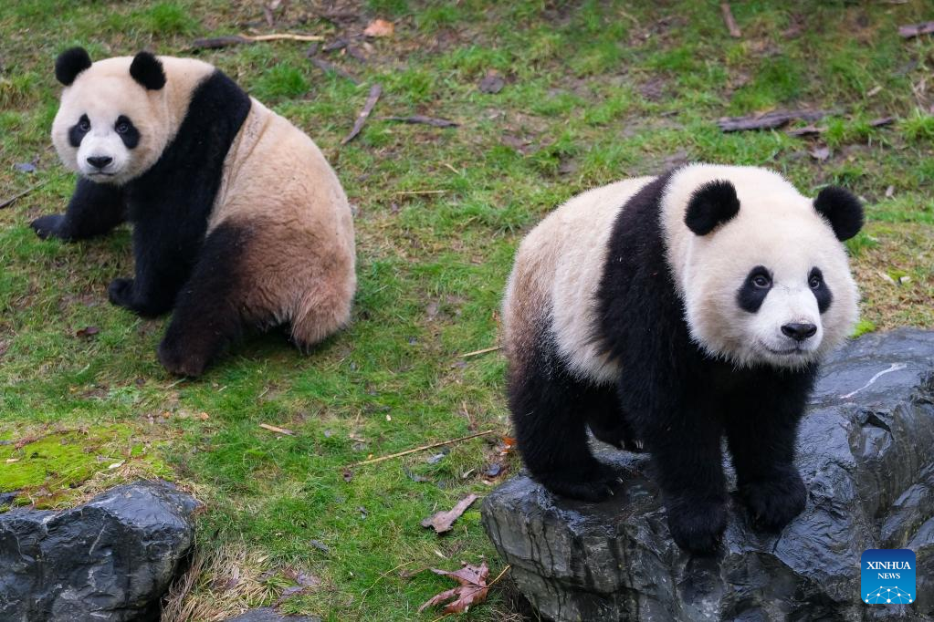 Giant pandas seen at Pairi Daiza zoo in Brugelette, Belgium