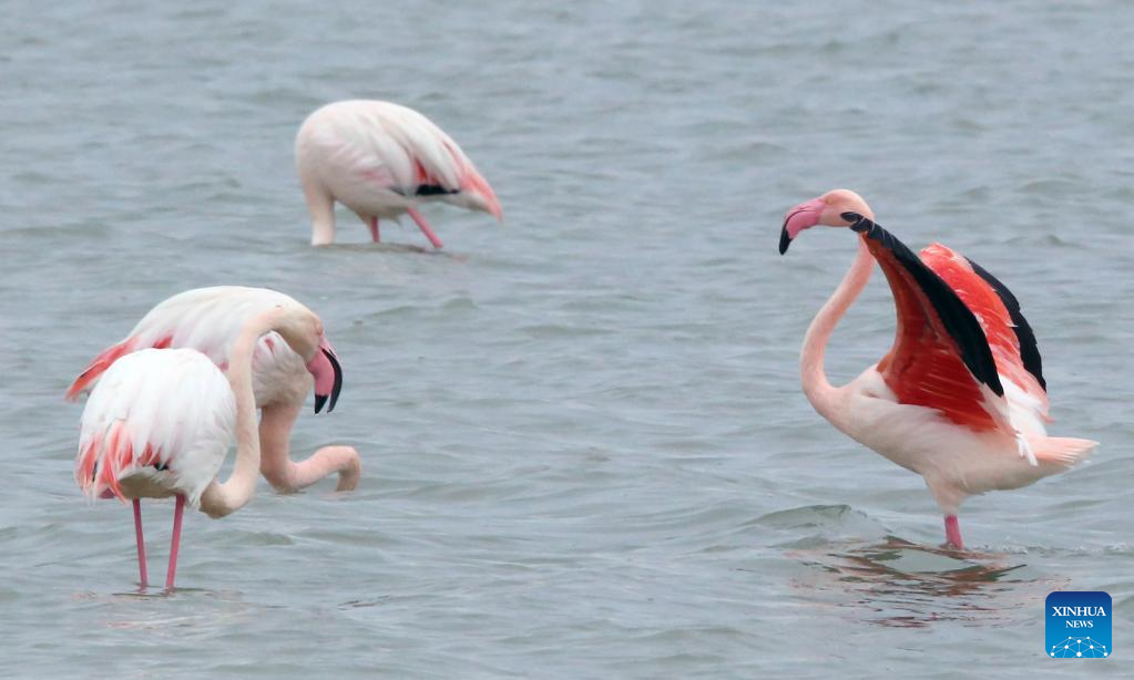 Flamingos seen in Larnaca Salt Lake, Cyprus