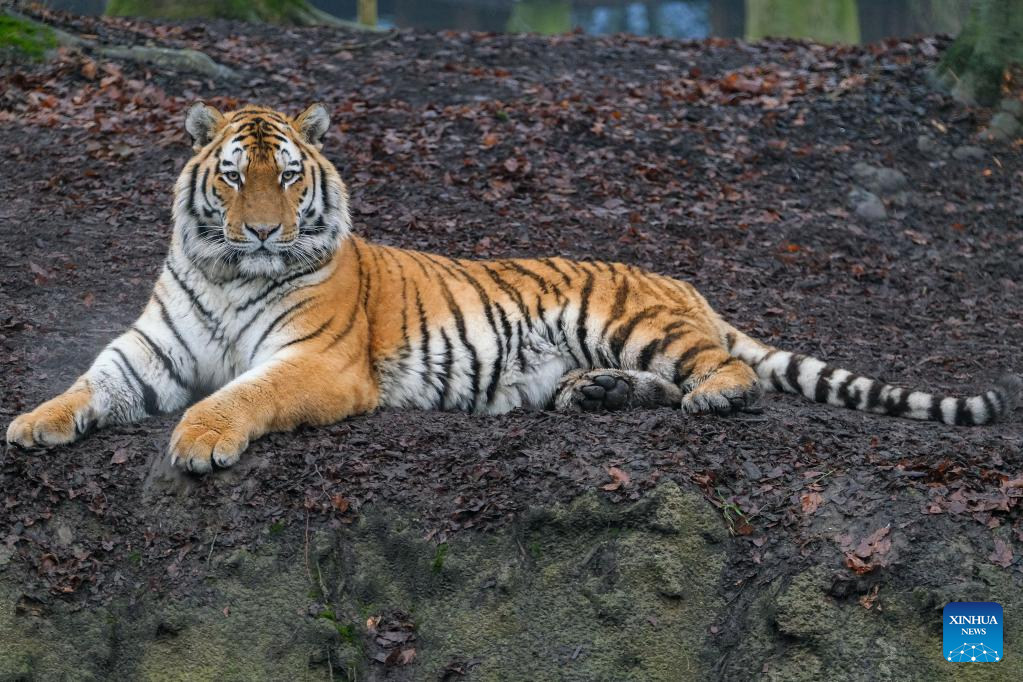 Tigers at Pairi Daiza zoo in Brugelette, Belgium