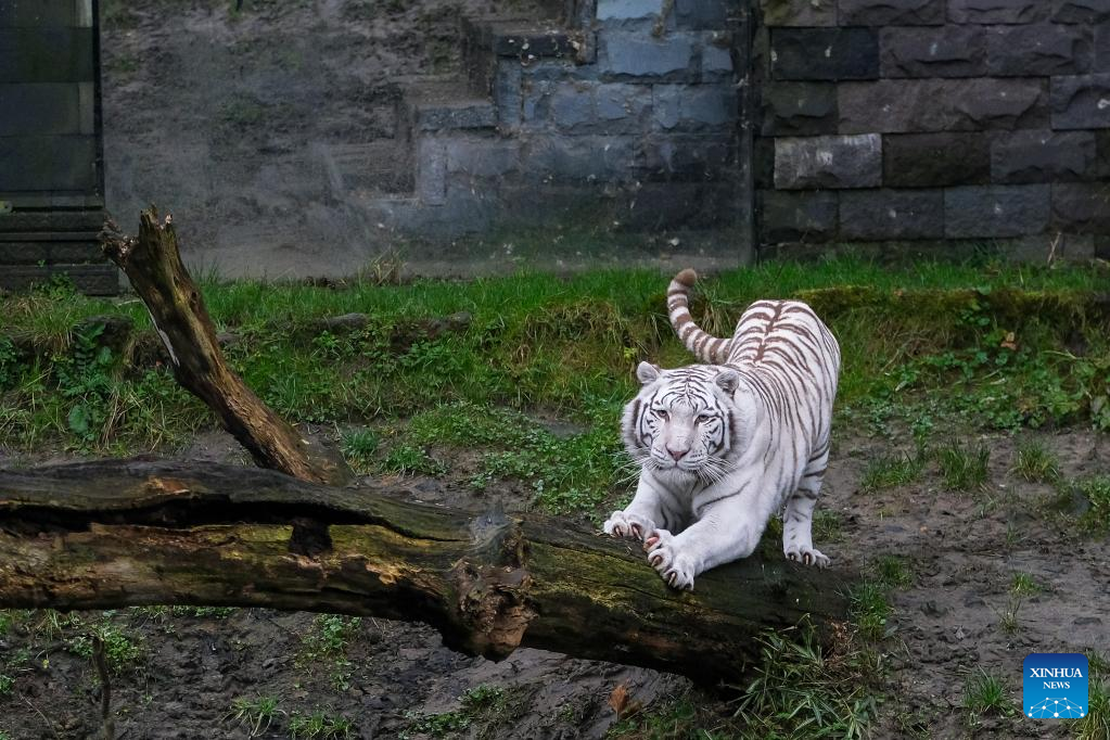 Tigers at Pairi Daiza zoo in Brugelette, Belgium
