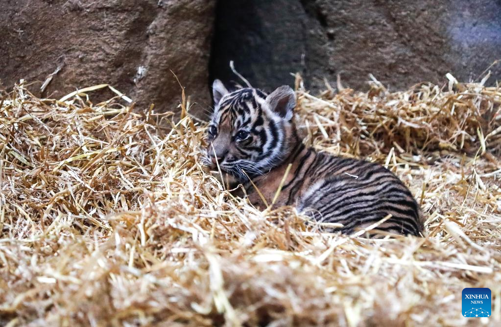 Sumatran tiger cub seen at ZSL London Zoo
