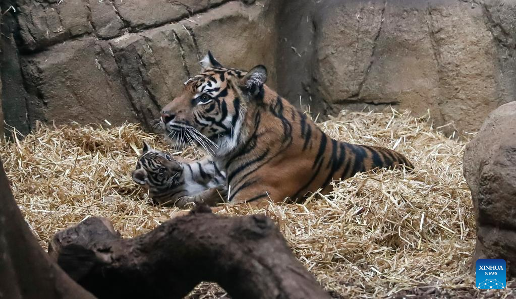 Sumatran tiger cub seen at ZSL London Zoo