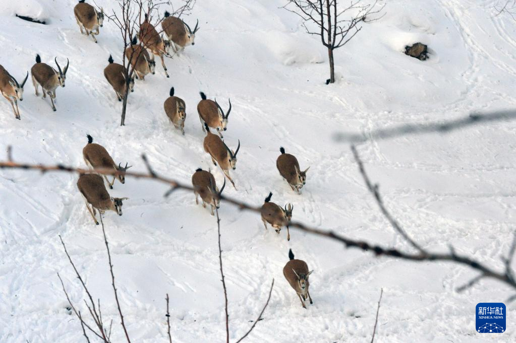 Red deer, gazelles seen at Altinkoy natural park in Ankara, Turkey