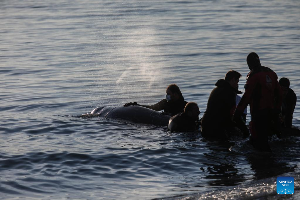 Rescue operation underway for injured whale found on Athens beach