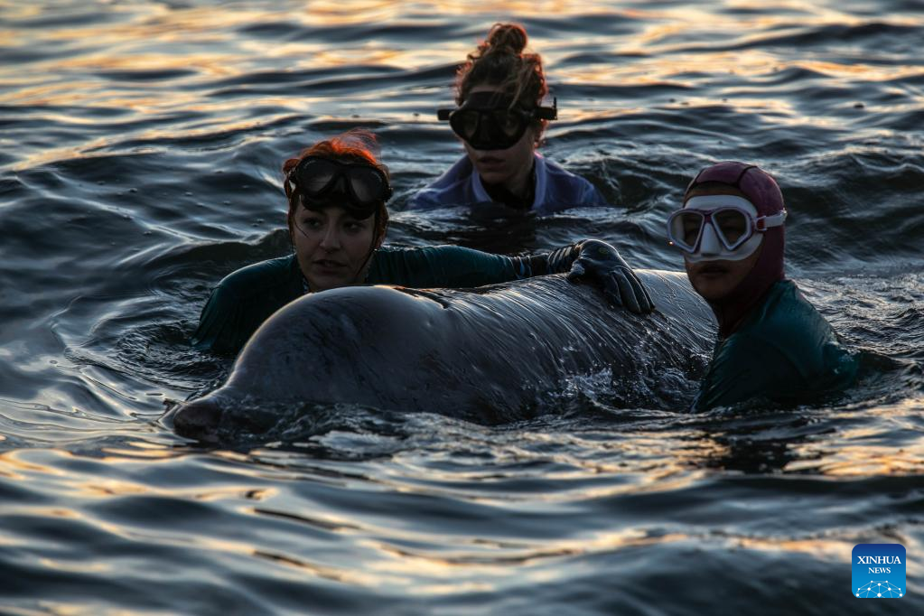 Rescue operation underway for injured whale found on Athens beach