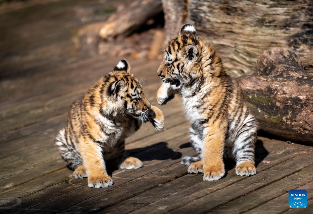 Tiger Cam of Animal Adventure: Bao & Ming 